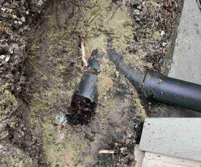 roots invaded the drain line causing wastewater to backed up into the house