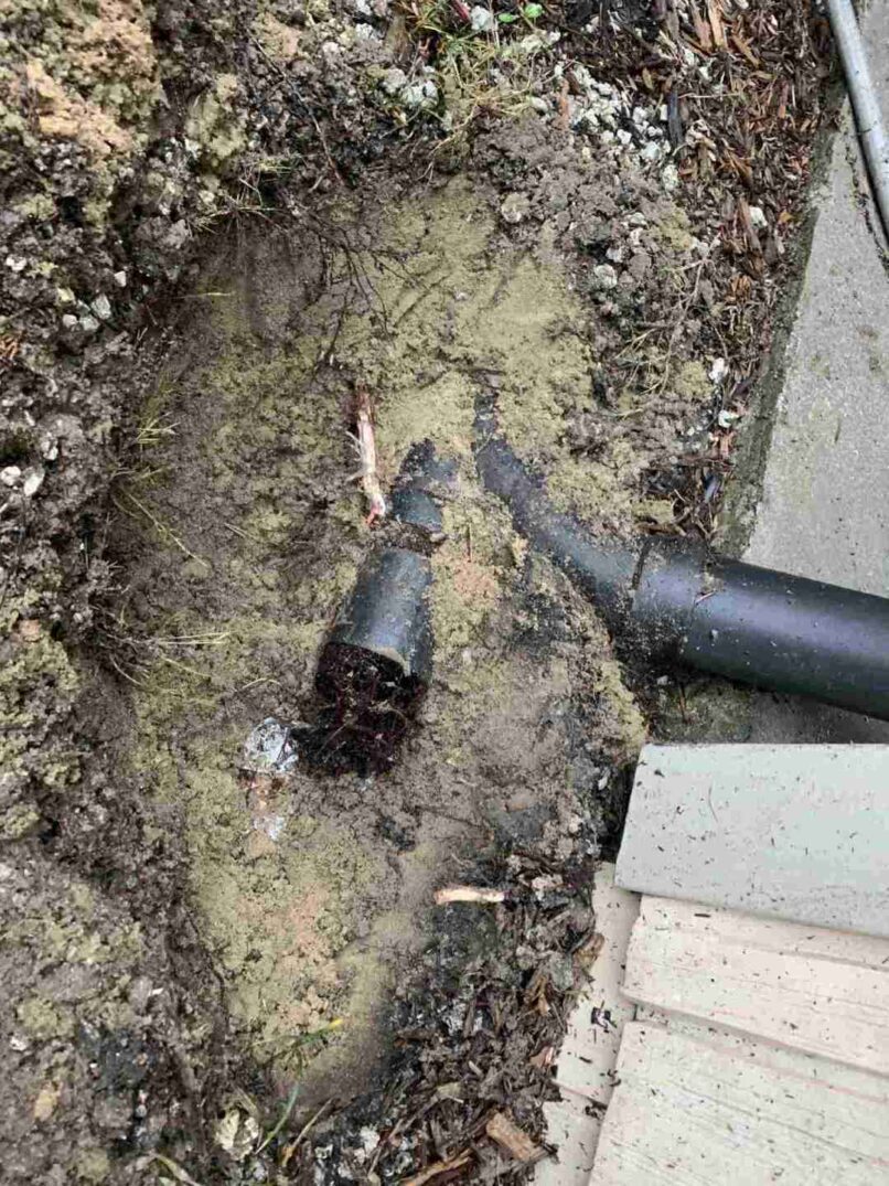roots invaded the drain line causing wastewater to backed up into the house