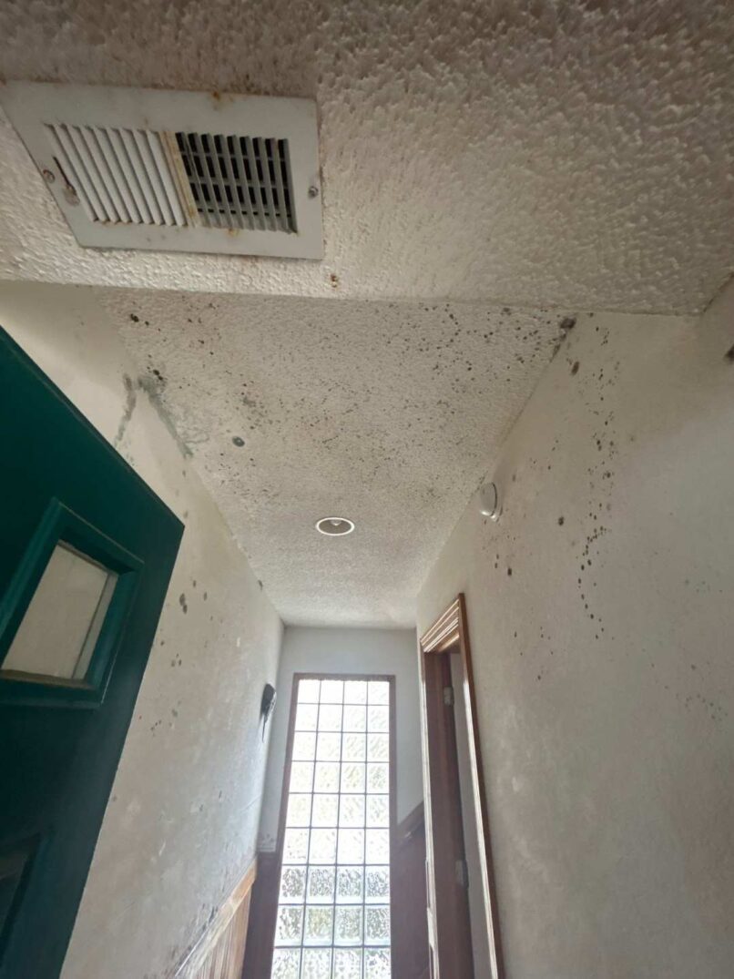 hallway was covered with microbial infestation for months