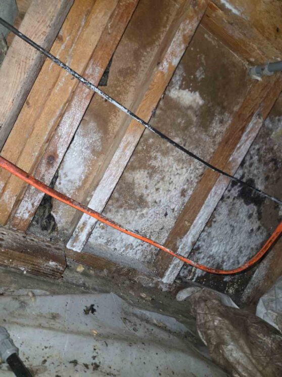 the subfloor in the crawlspace required decontamination
